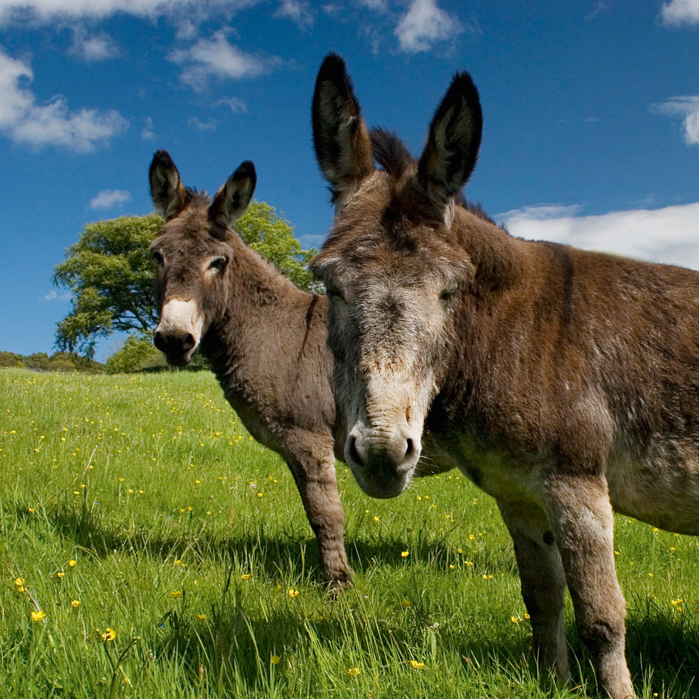 Weitere Ansicht: Esel / Donkeys 2027