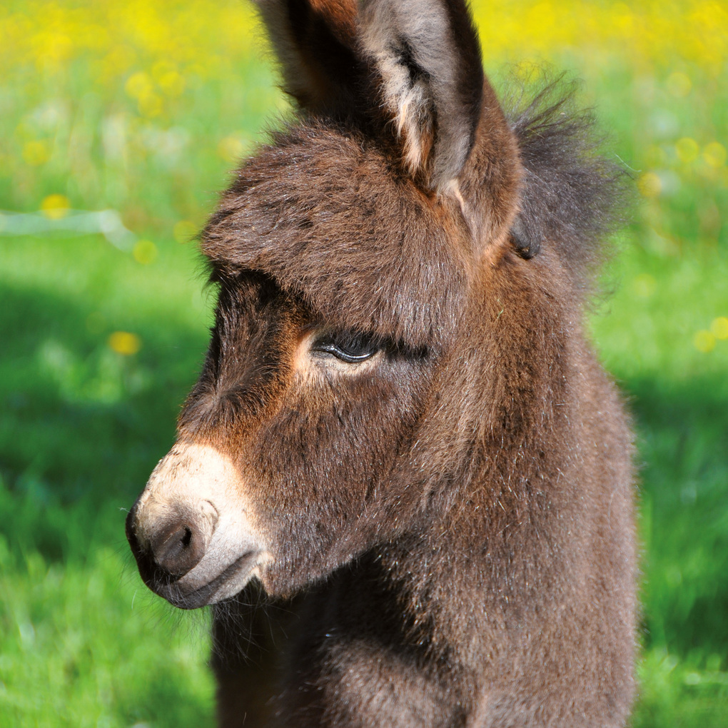 Weitere Ansicht: Esel / Donkeys 2027
