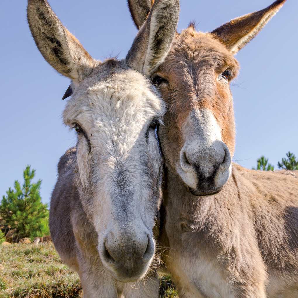 Weitere Ansicht: Esel / Donkeys 2027