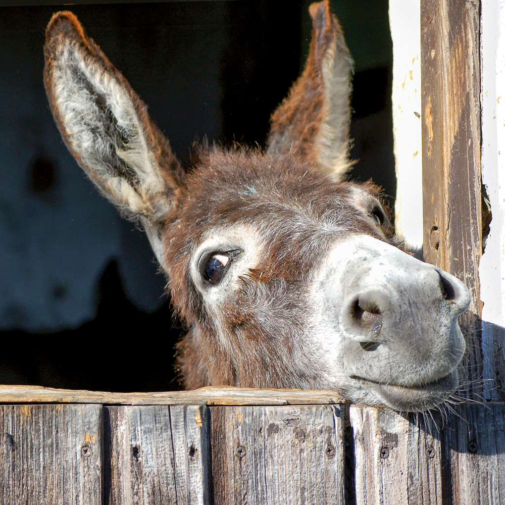 Weitere Ansicht: Esel / Donkeys 2027