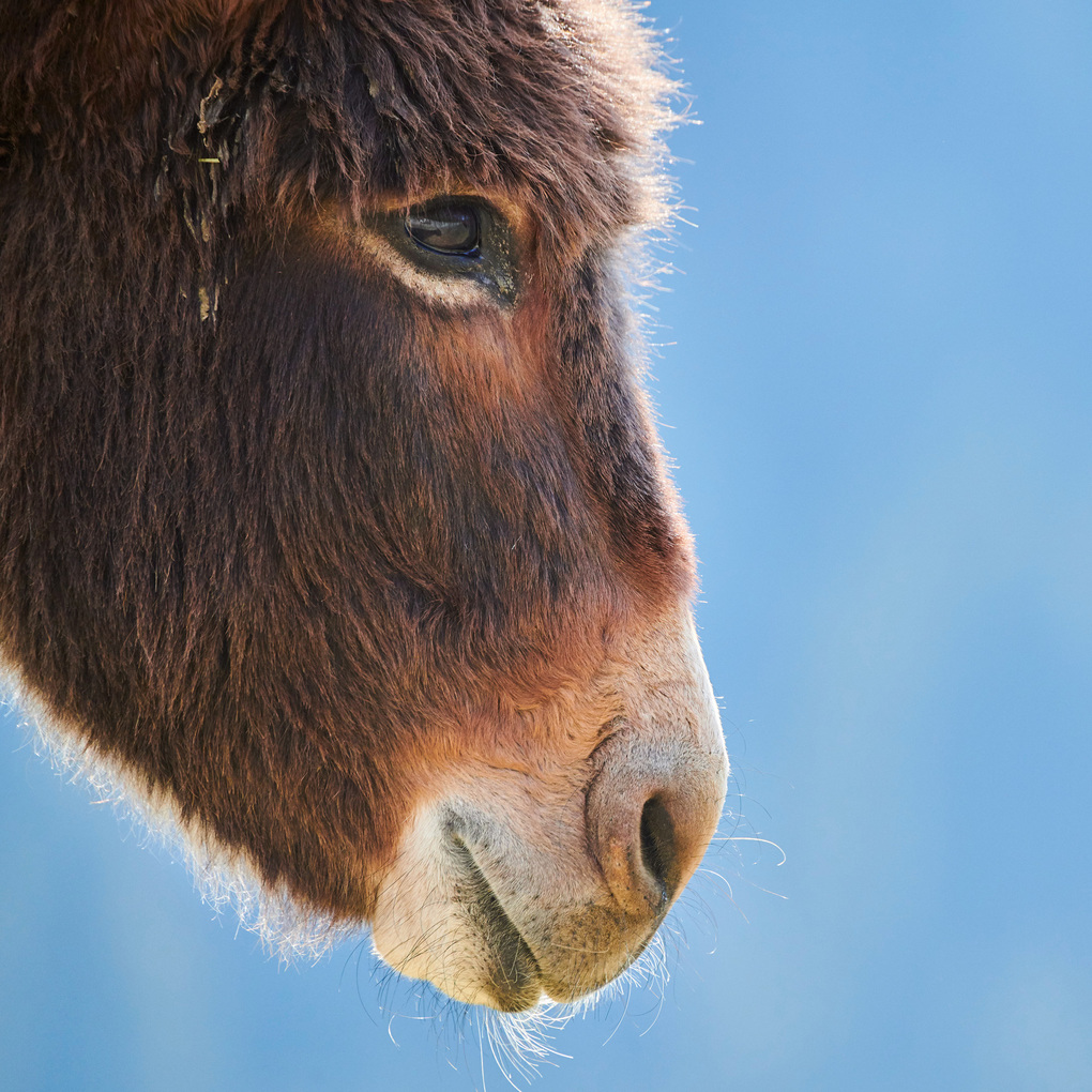 Weitere Ansicht: Esel / Donkeys 2027