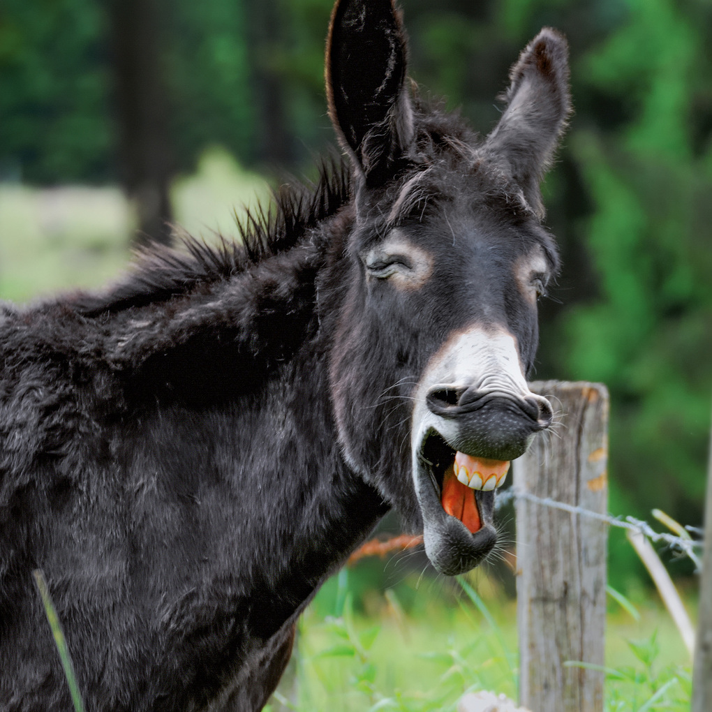 Weitere Ansicht: Esel / Donkeys 2027