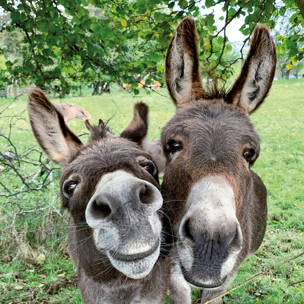 Weitere Ansicht: Esel / Donkeys 2027