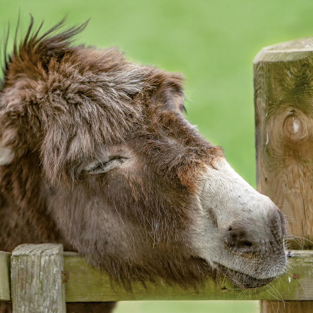 Weitere Ansicht: Esel / Donkeys 2027