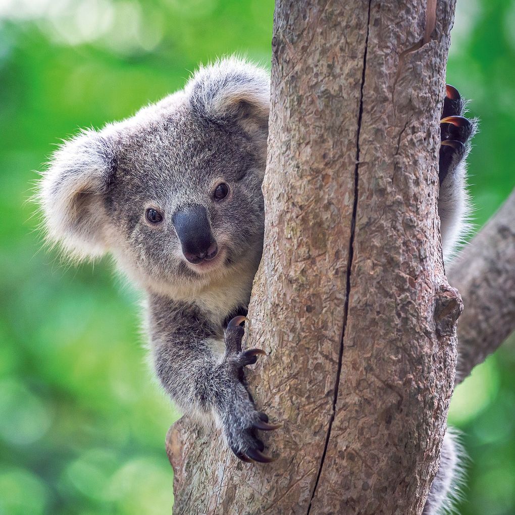 Weitere Ansicht: Koalas 2027