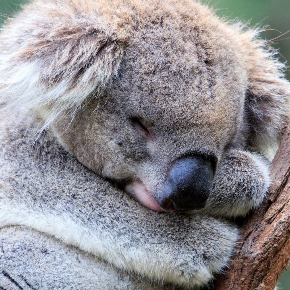 Weitere Ansicht: Koalas 2027