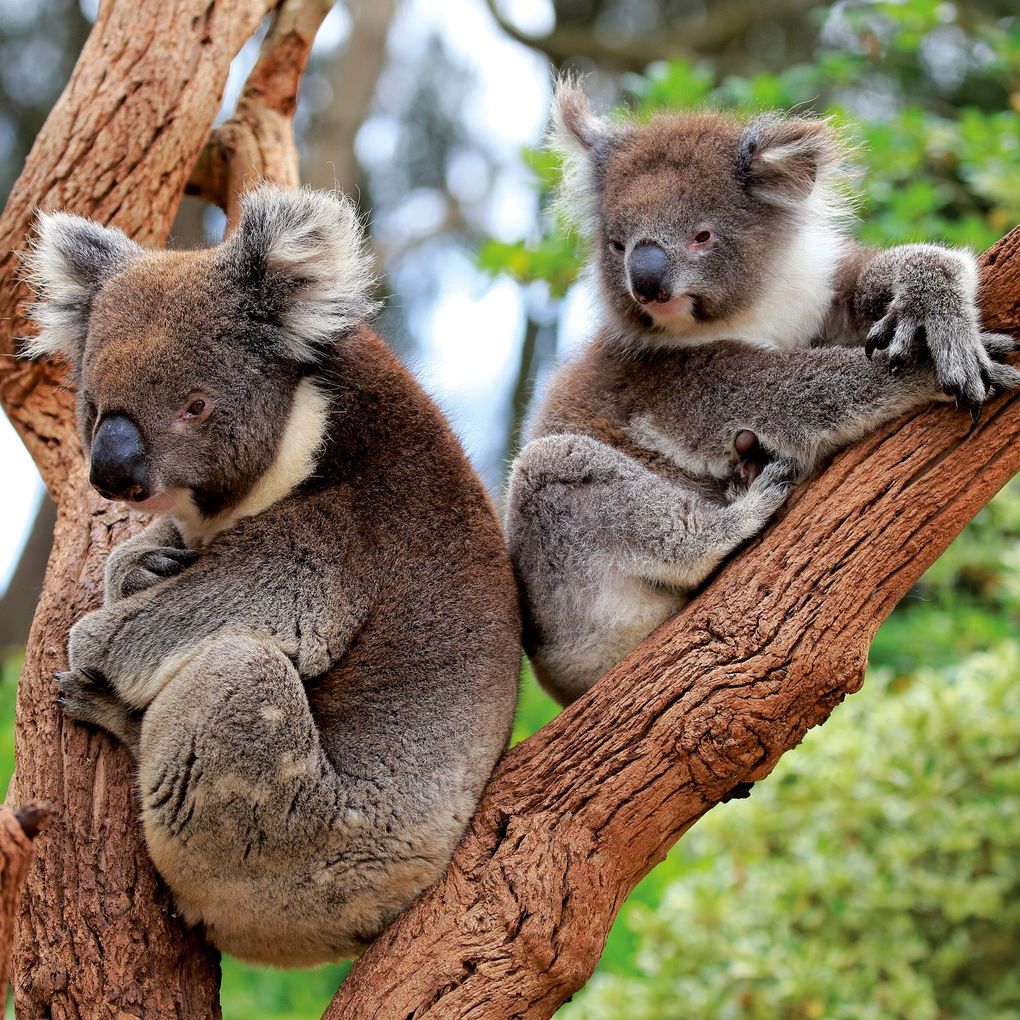 Weitere Ansicht: Koalas 2027