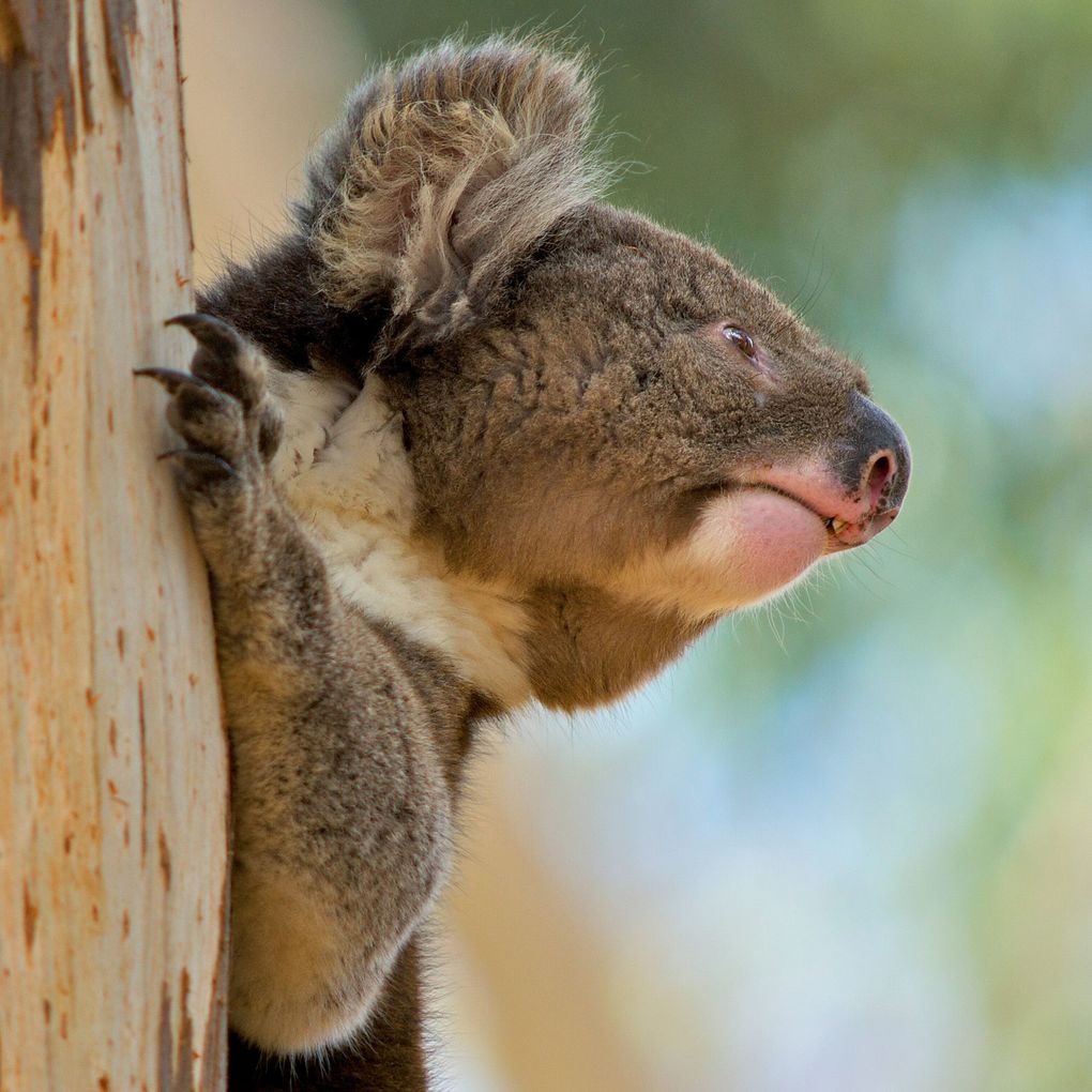 Weitere Ansicht: Koalas 2027