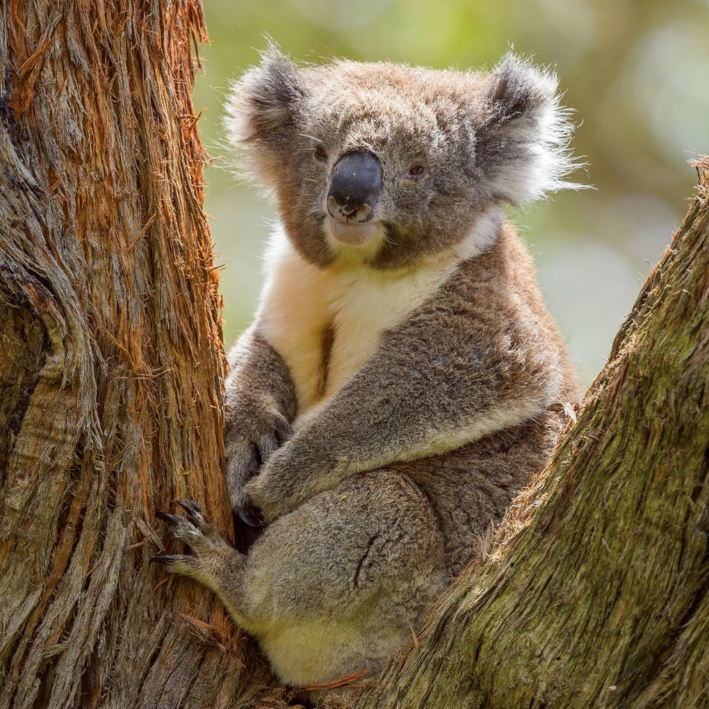 Weitere Ansicht: Koalas 2027