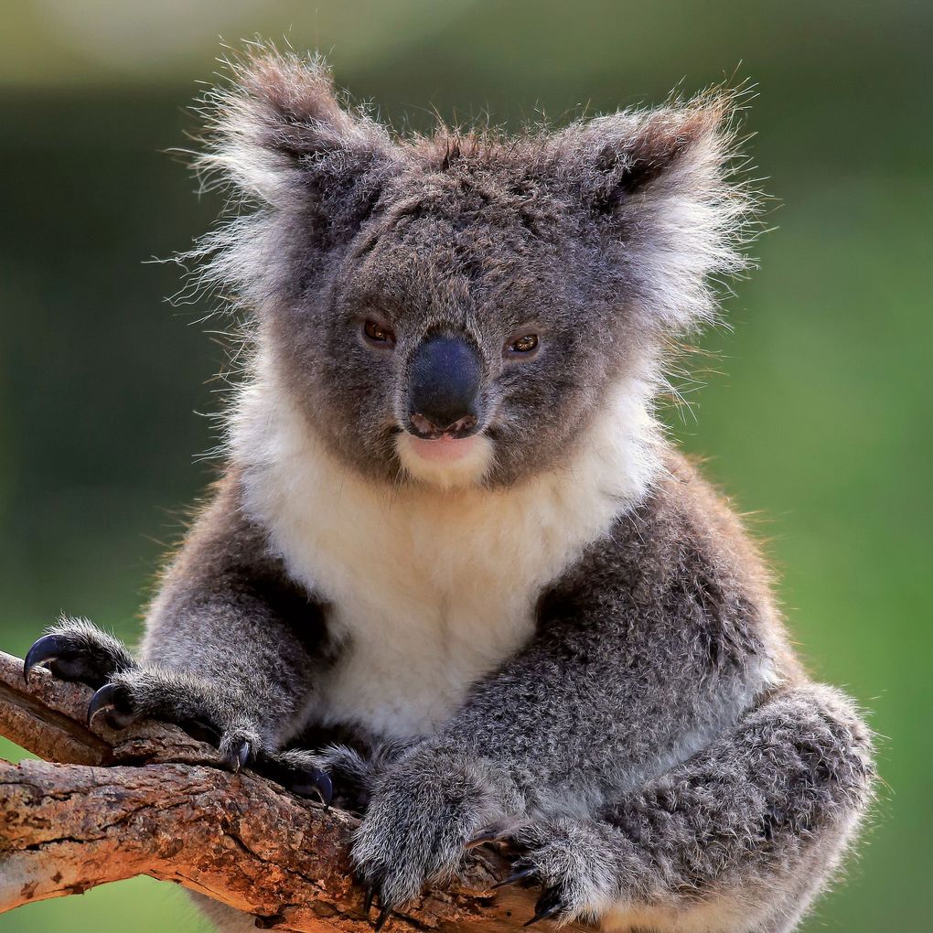 Weitere Ansicht: Koalas 2027