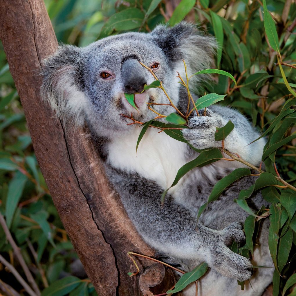Weitere Ansicht: Koalas 2027