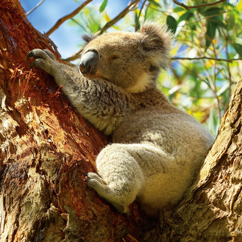 Weitere Ansicht: Koalas 2027