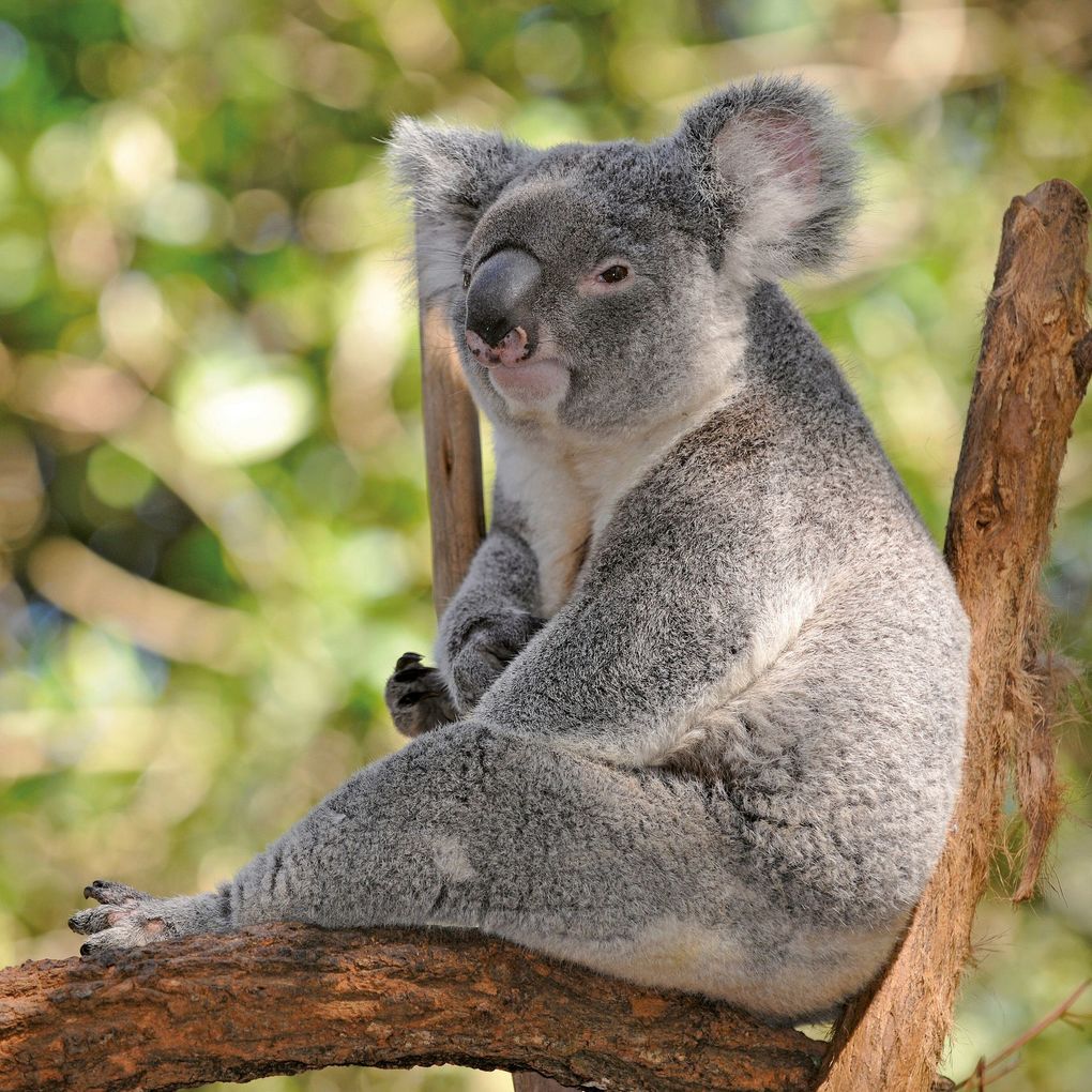 Weitere Ansicht: Koalas 2027