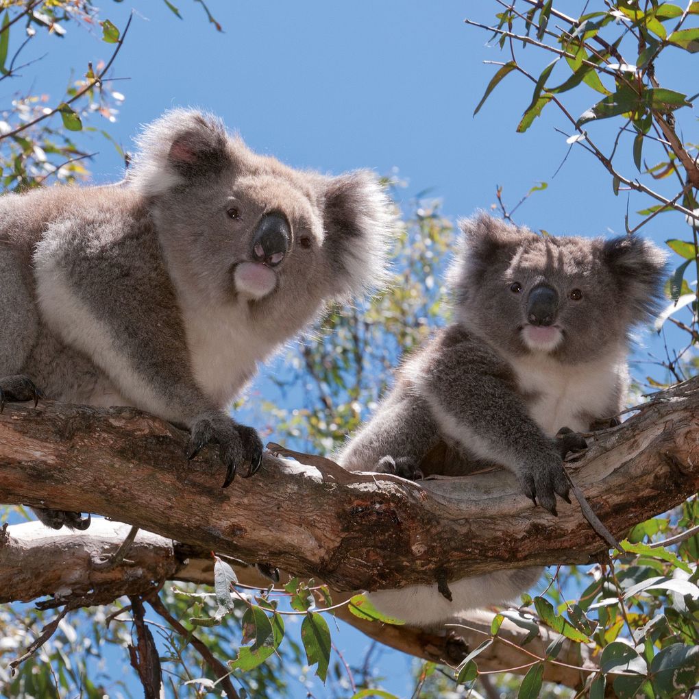 Weitere Ansicht: Koalas 2027