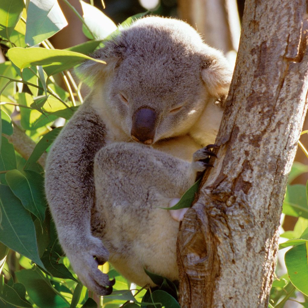 Weitere Ansicht: Koalas 2027