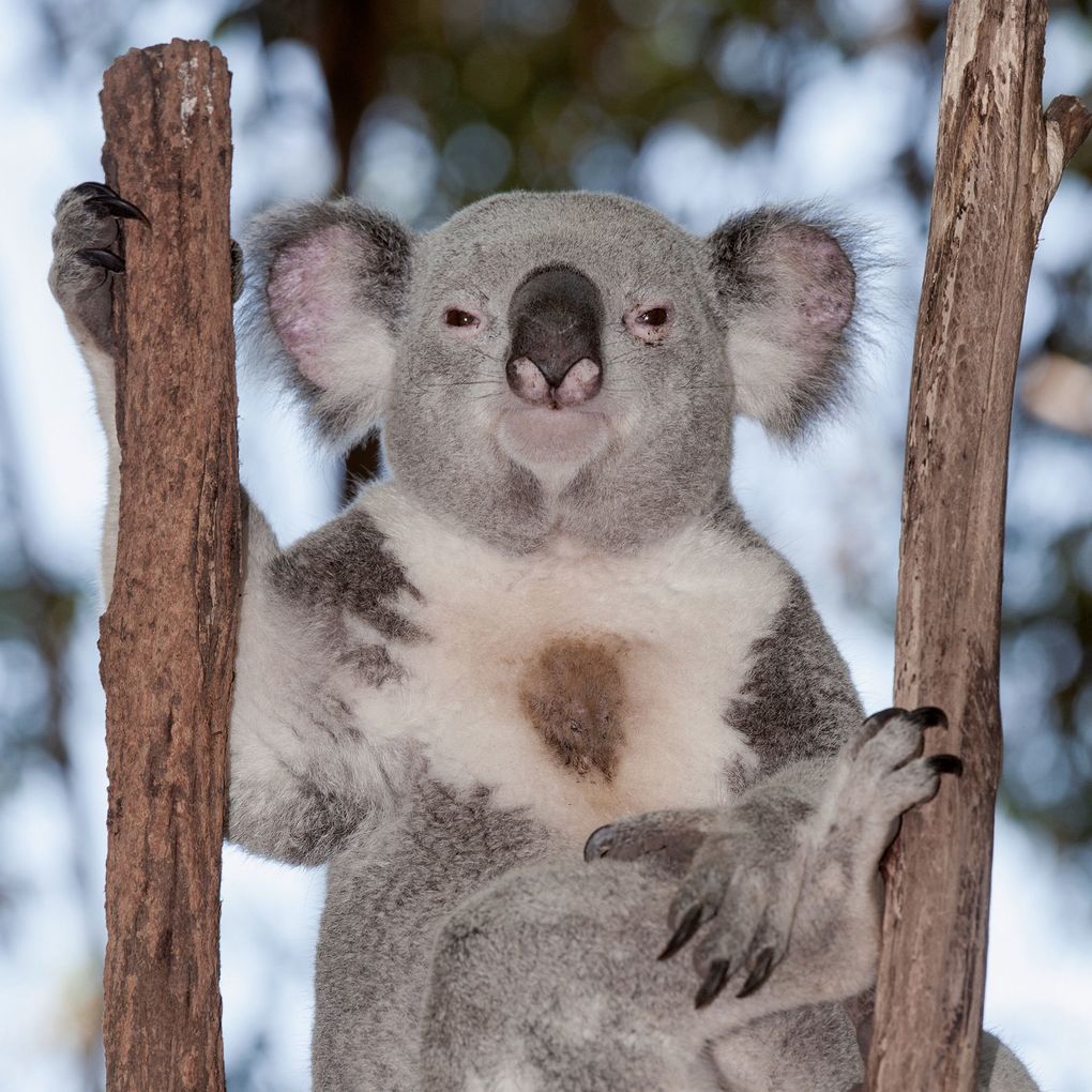 Weitere Ansicht: Koalas 2027