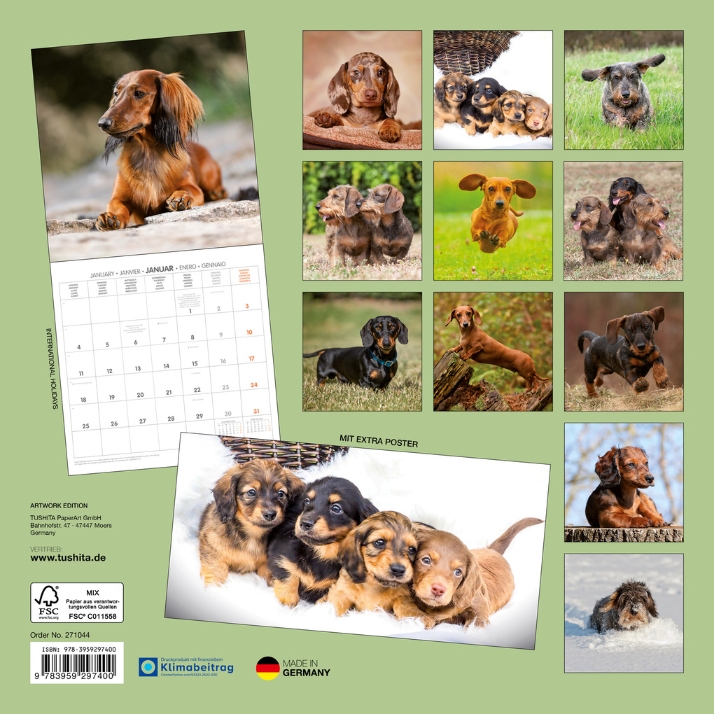 Weitere Ansicht: Dackel / Dachshund 2027