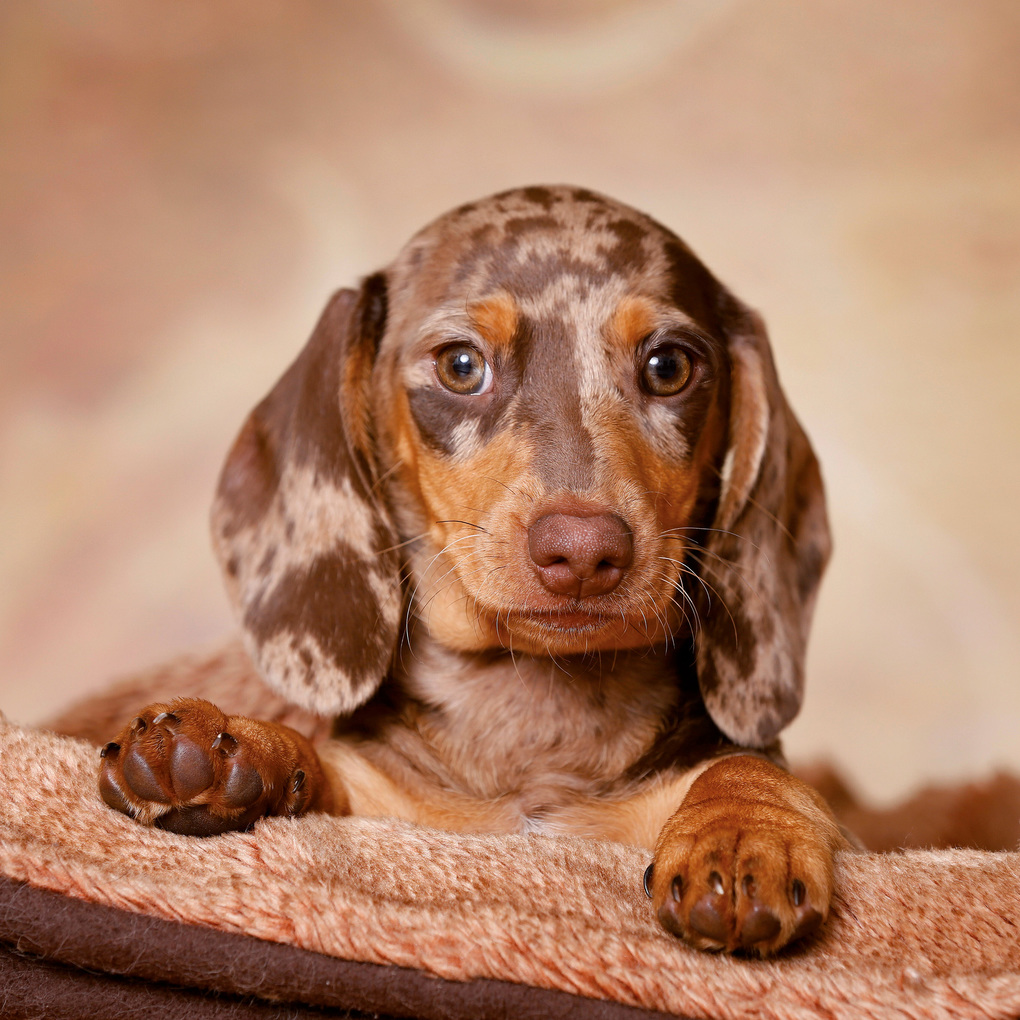 Weitere Ansicht: Dackel / Dachshund 2027