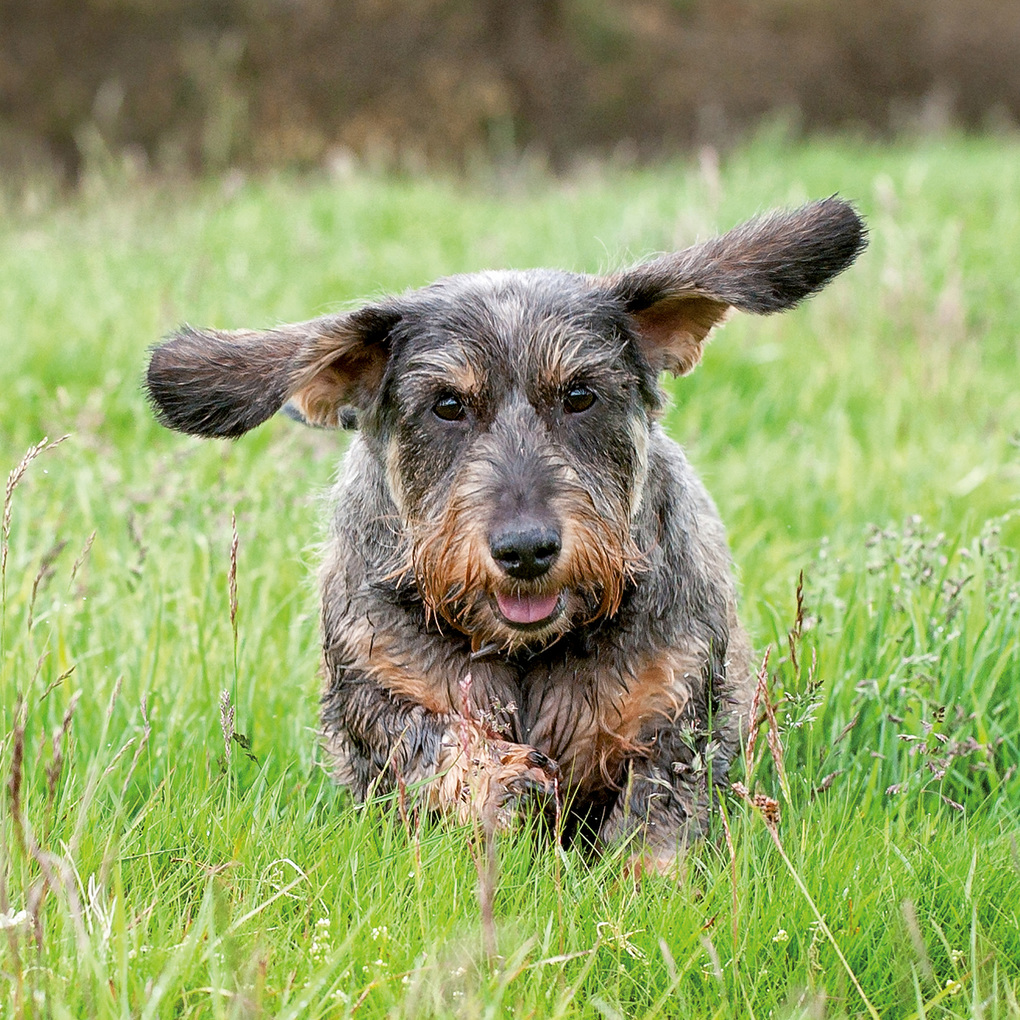 Weitere Ansicht: Dackel / Dachshund 2027