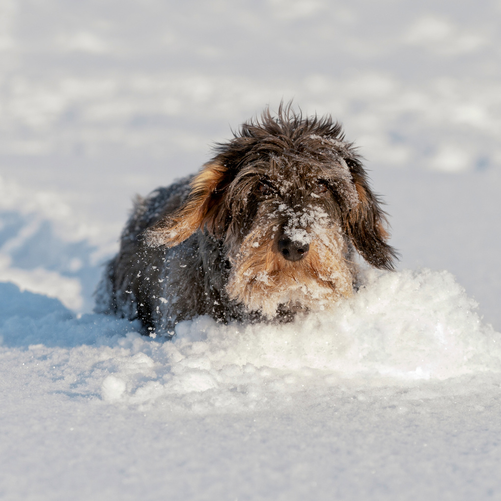 Weitere Ansicht: Dackel / Dachshund 2027