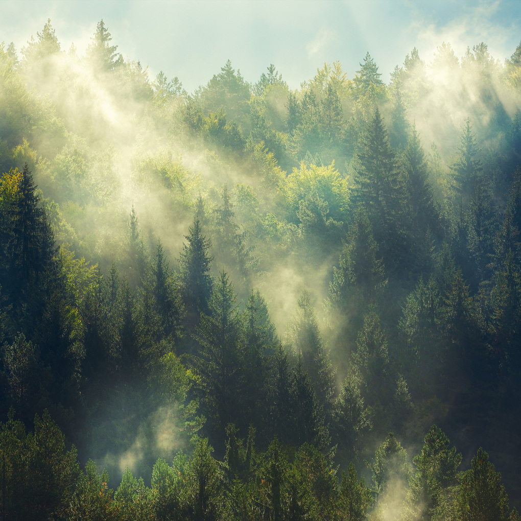 Weitere Ansicht: Unser Wald / Forest Nature 2027