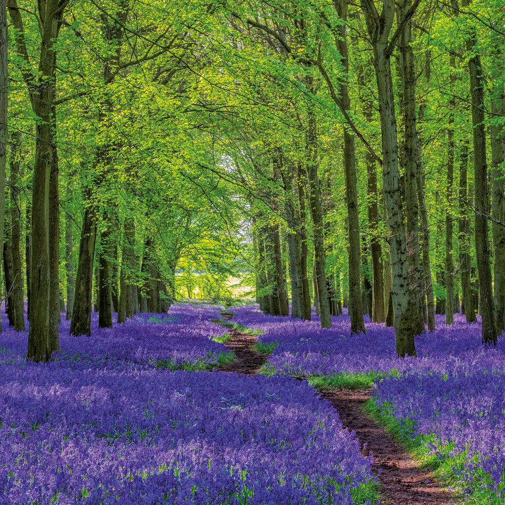 Weitere Ansicht: Unser Wald / Forest Nature 2027