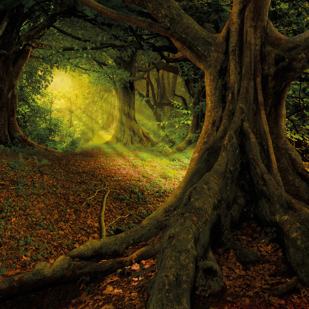 Weitere Ansicht: Unser Wald / Forest Nature 2027