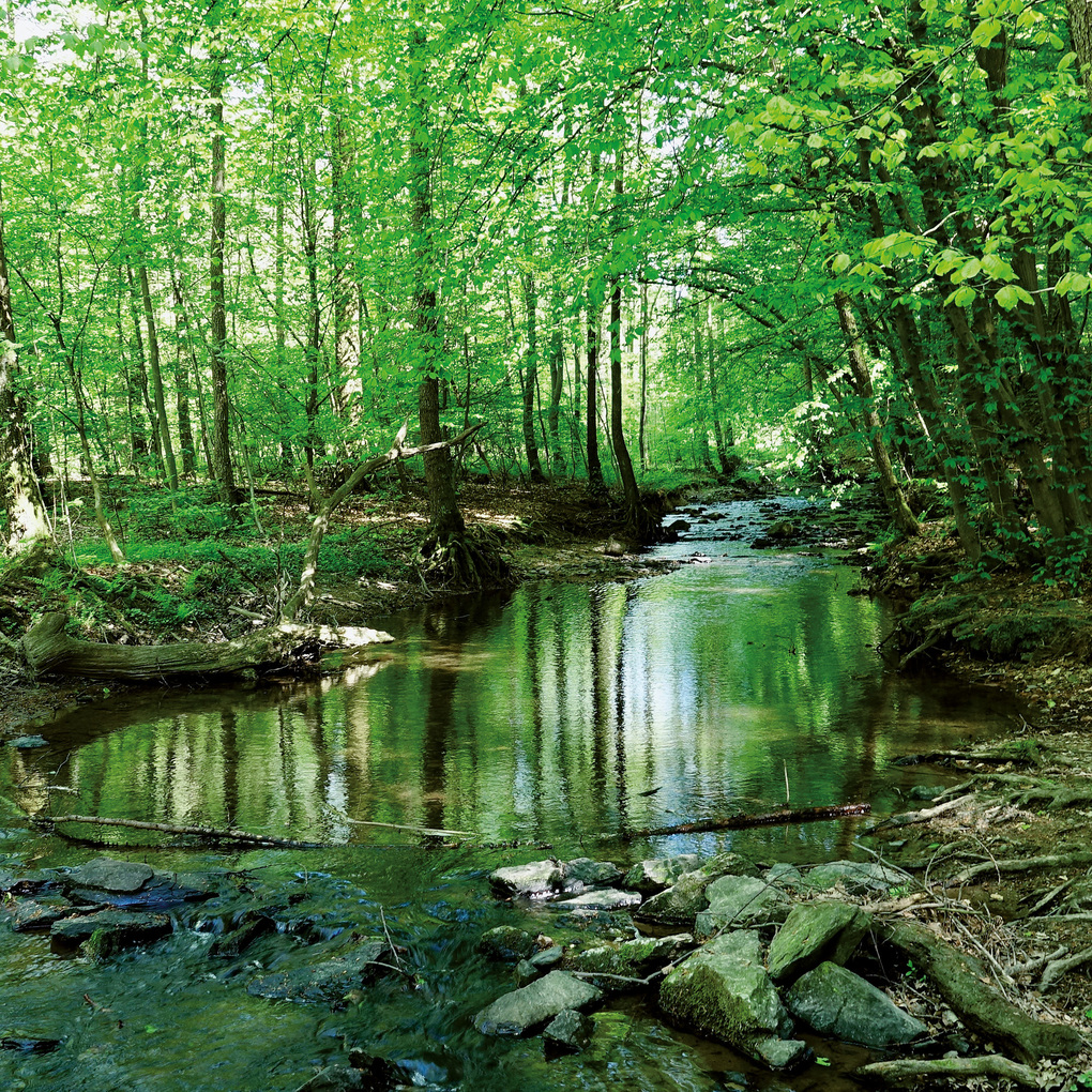 Weitere Ansicht: Unser Wald / Forest Nature 2027