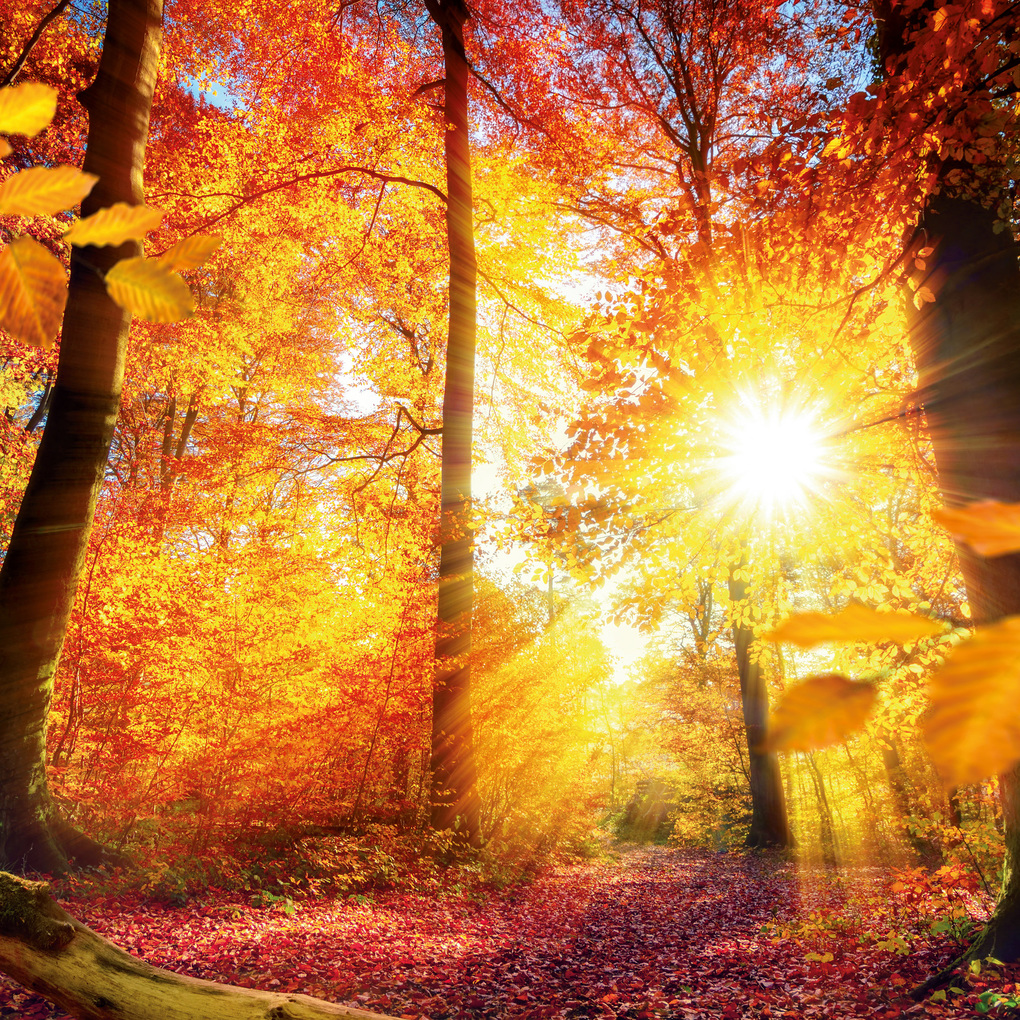 Weitere Ansicht: Unser Wald / Forest Nature 2027