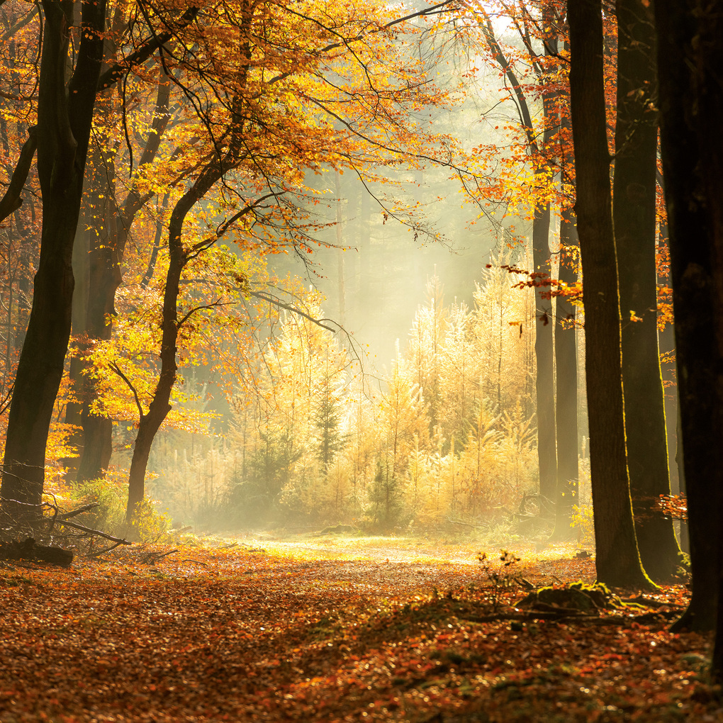 Weitere Ansicht: Unser Wald / Forest Nature 2027