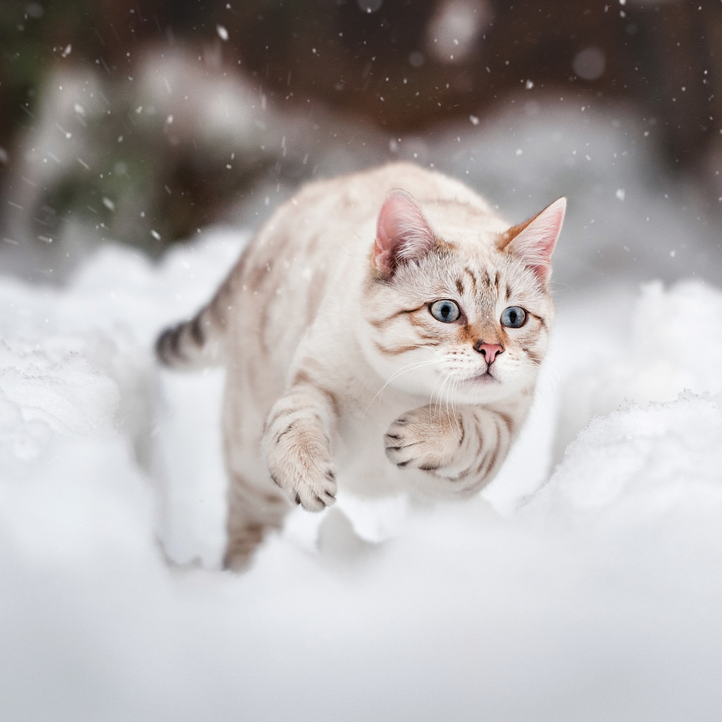Weitere Ansicht: Katzen / Cats 2027