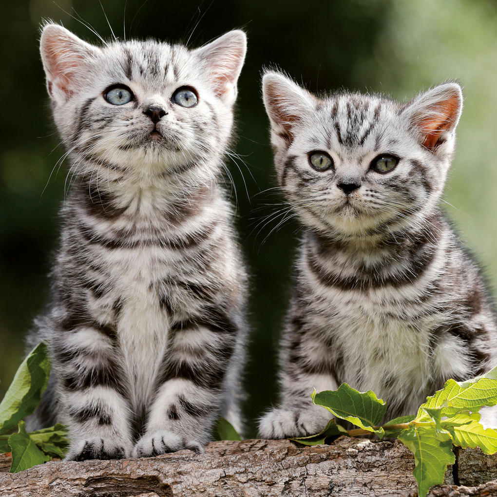 Weitere Ansicht: Katzen / Cats 2027