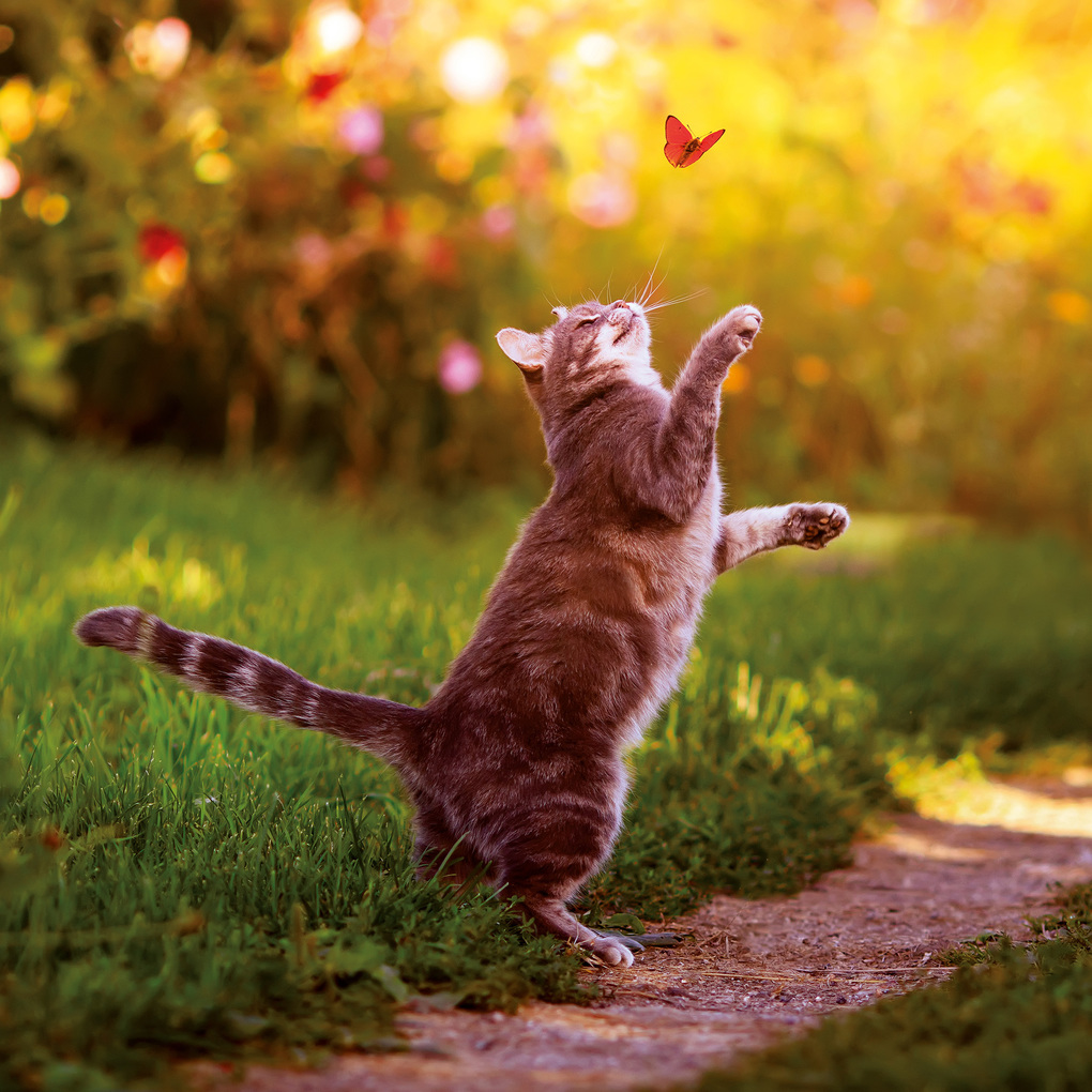 Weitere Ansicht: Katzen / Cats 2027