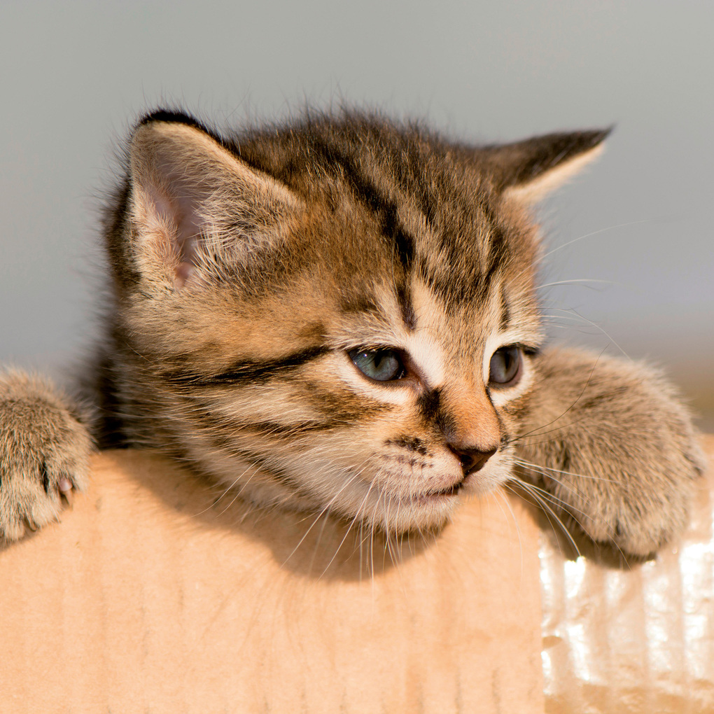 Weitere Ansicht: Katzen / Cats 2027