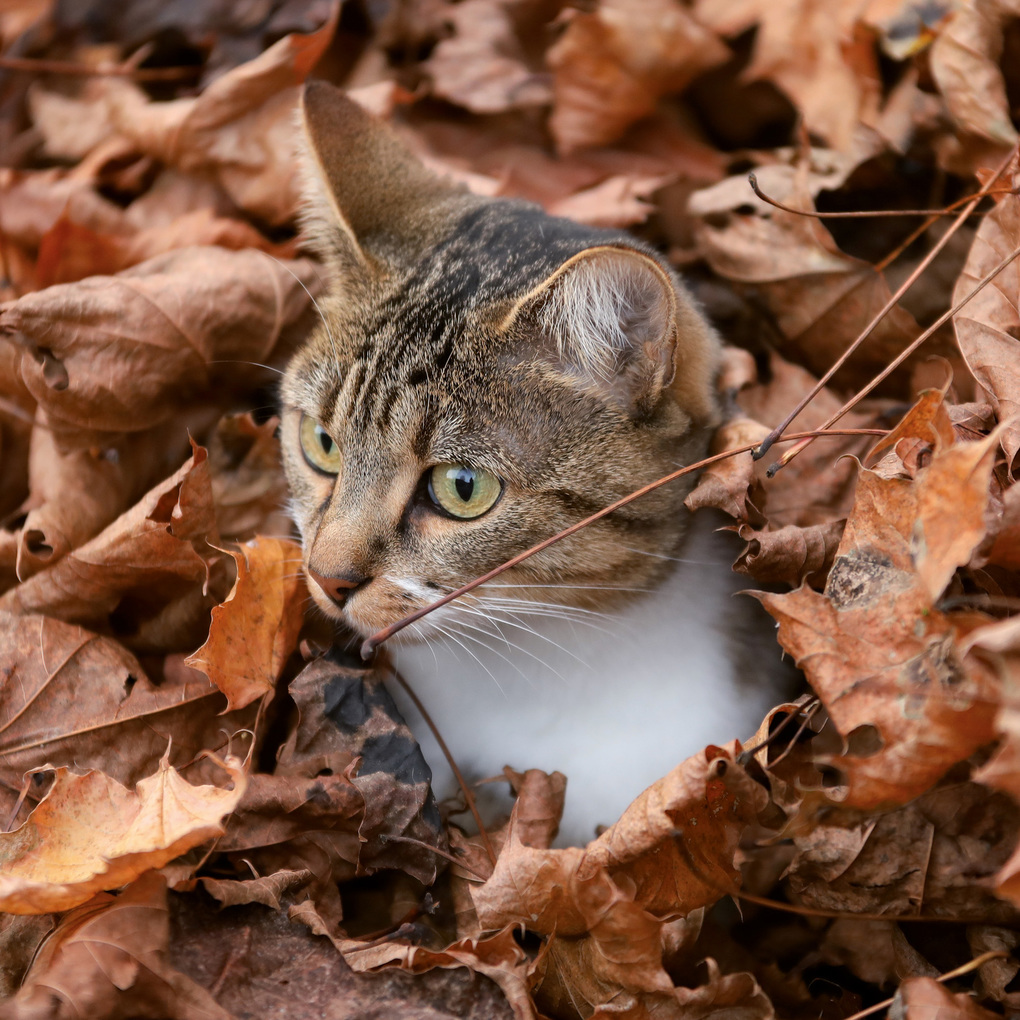 Weitere Ansicht: Katzen / Cats 2027