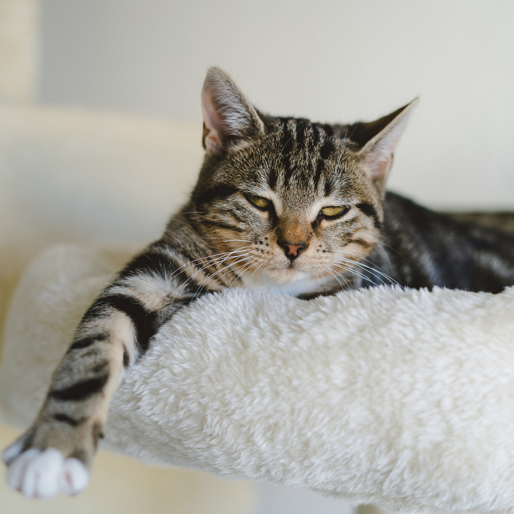 Weitere Ansicht: Katzen / Cats 2027