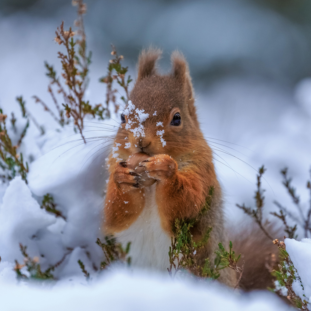 Weitere Ansicht: Eichhörnchen / Squirrels 2027