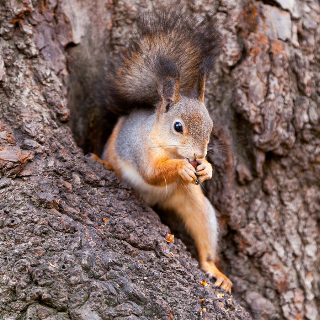 Weitere Ansicht: Eichhörnchen / Squirrels 2027
