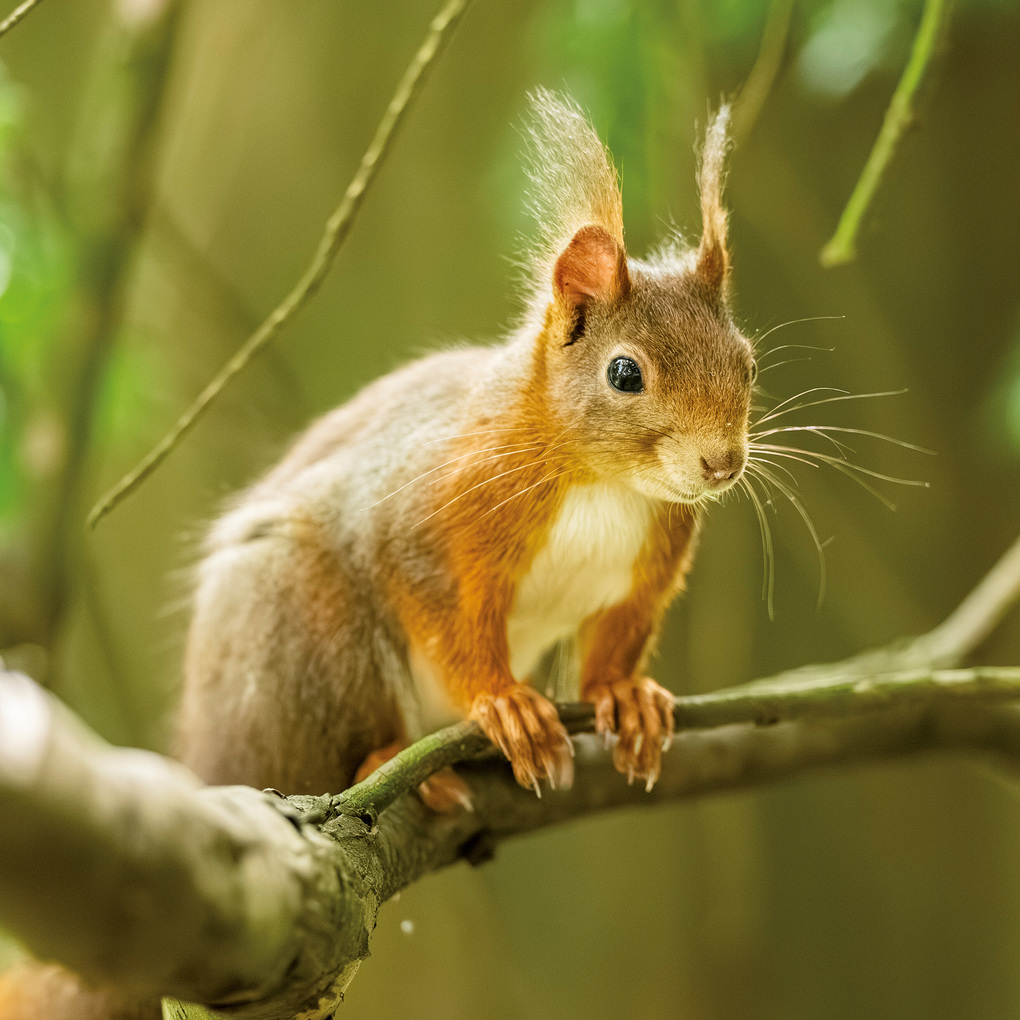 Weitere Ansicht: Eichhörnchen / Squirrels 2027