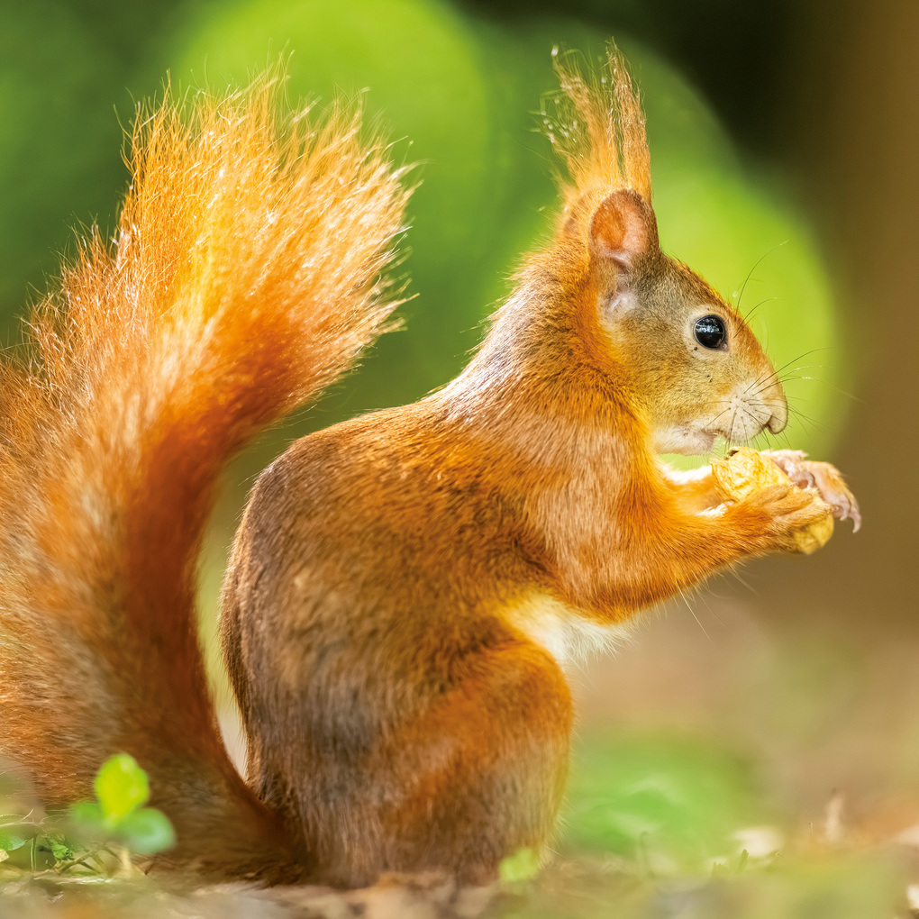 Weitere Ansicht: Eichhörnchen / Squirrels 2027
