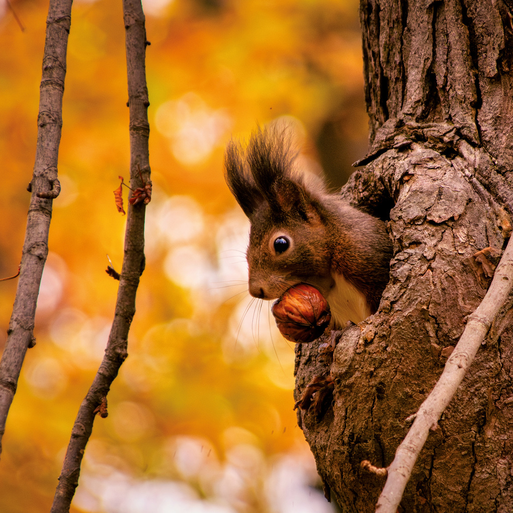 Weitere Ansicht: Eichhörnchen / Squirrels 2027