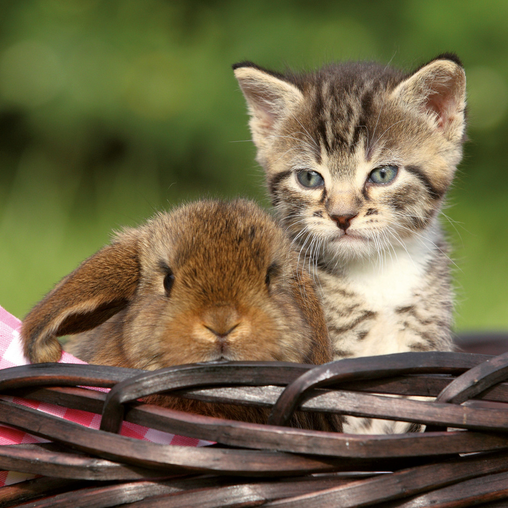 Weitere Ansicht: Kleine Freunde / Little Friends 2027