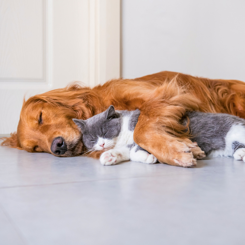 Weitere Ansicht: Kleine Freunde / Little Friends 2027