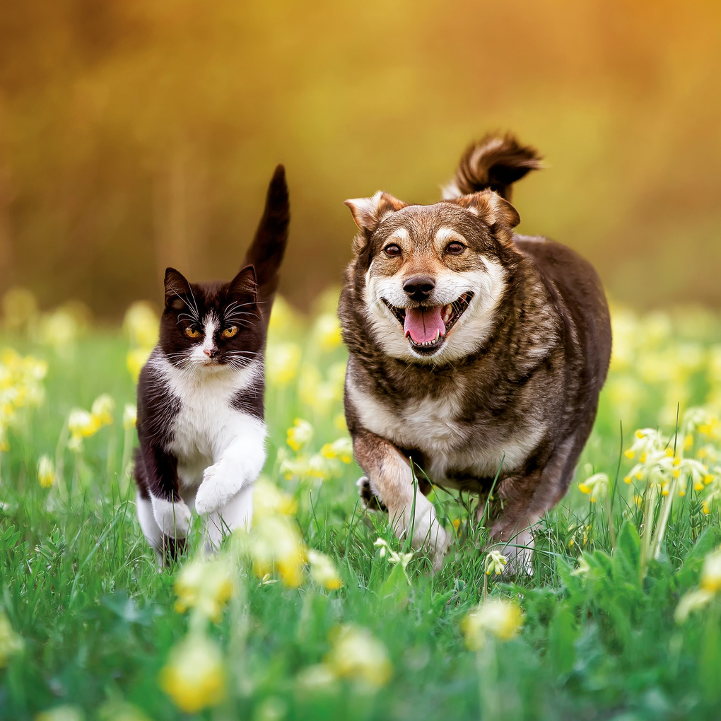 Weitere Ansicht: Kleine Freunde / Little Friends 2027