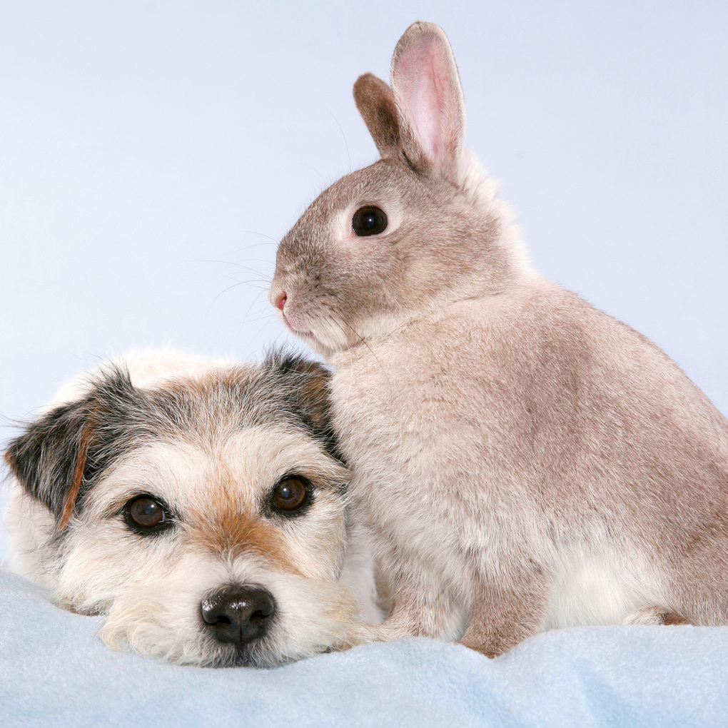 Weitere Ansicht: Kleine Freunde / Little Friends 2027