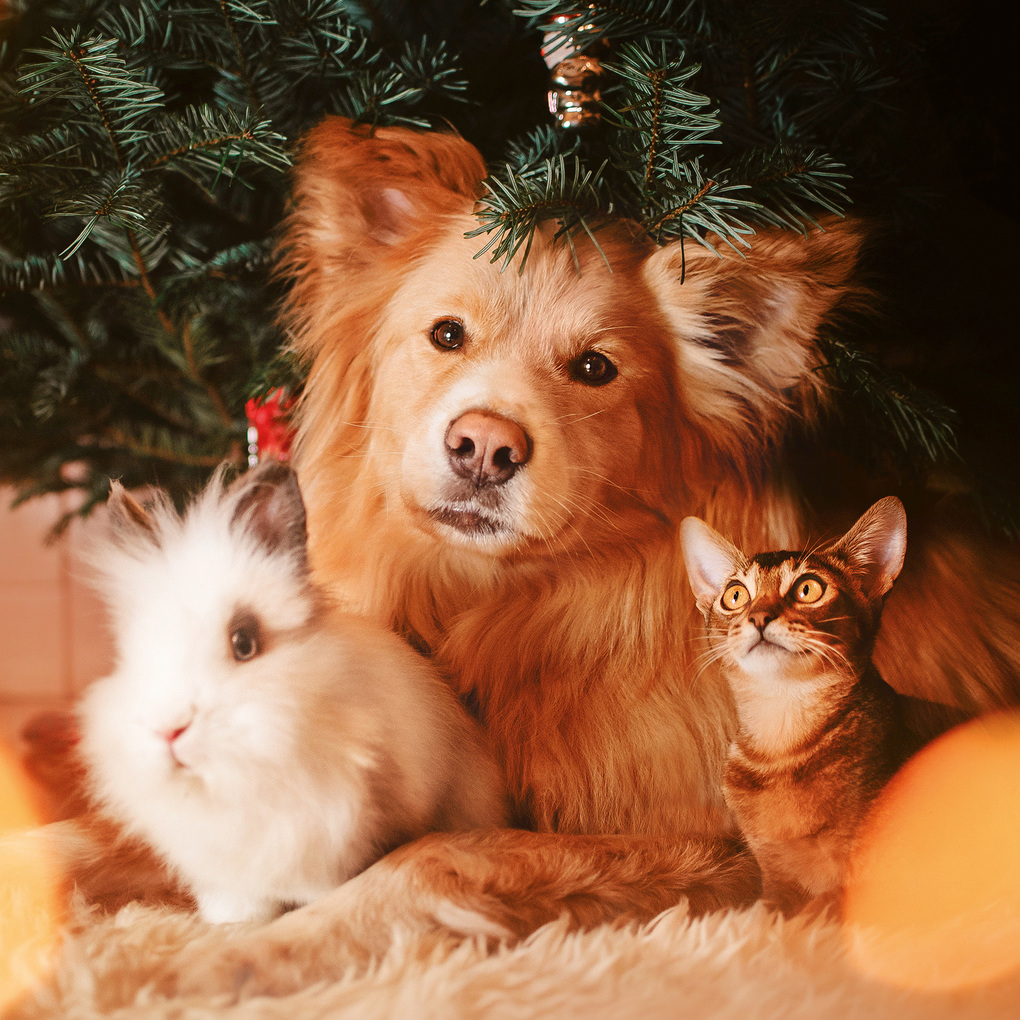Weitere Ansicht: Kleine Freunde / Little Friends 2027