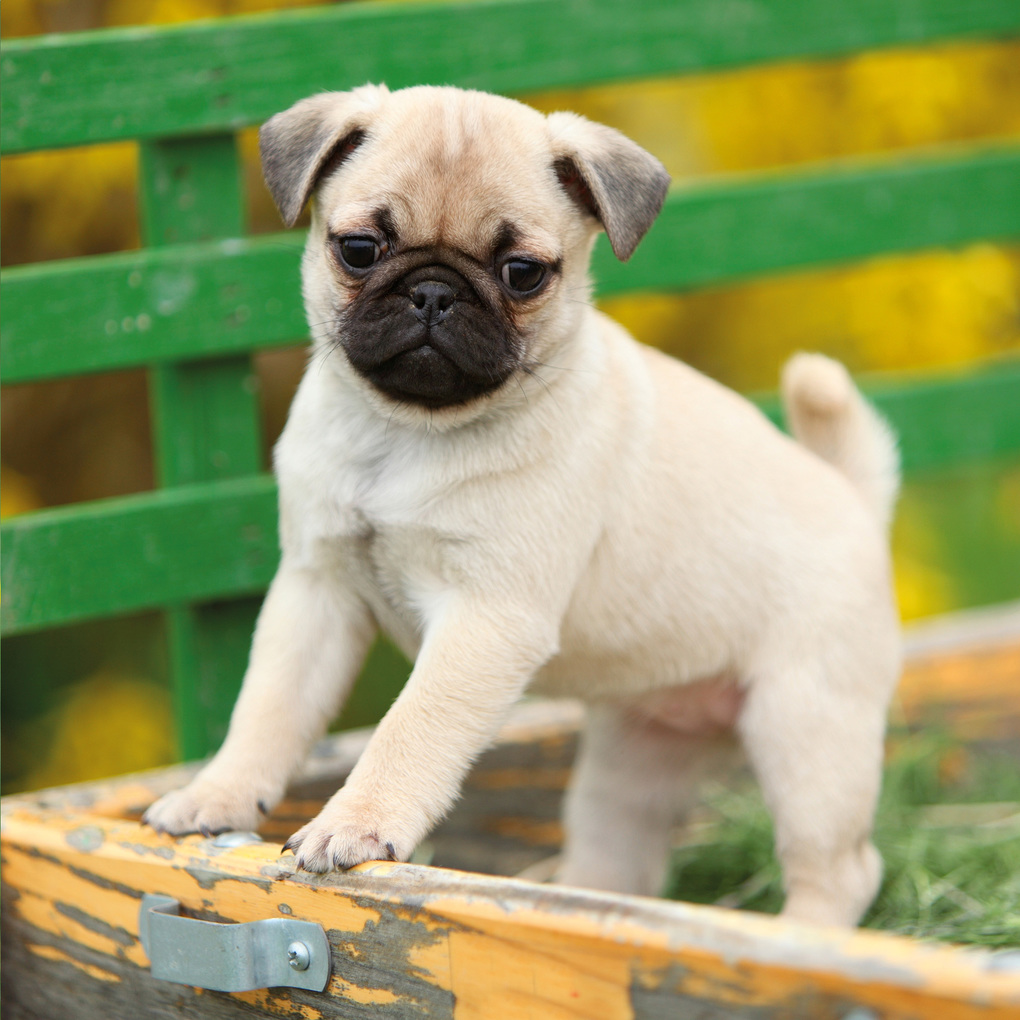 Weitere Ansicht: Möpse / Puglets 2027