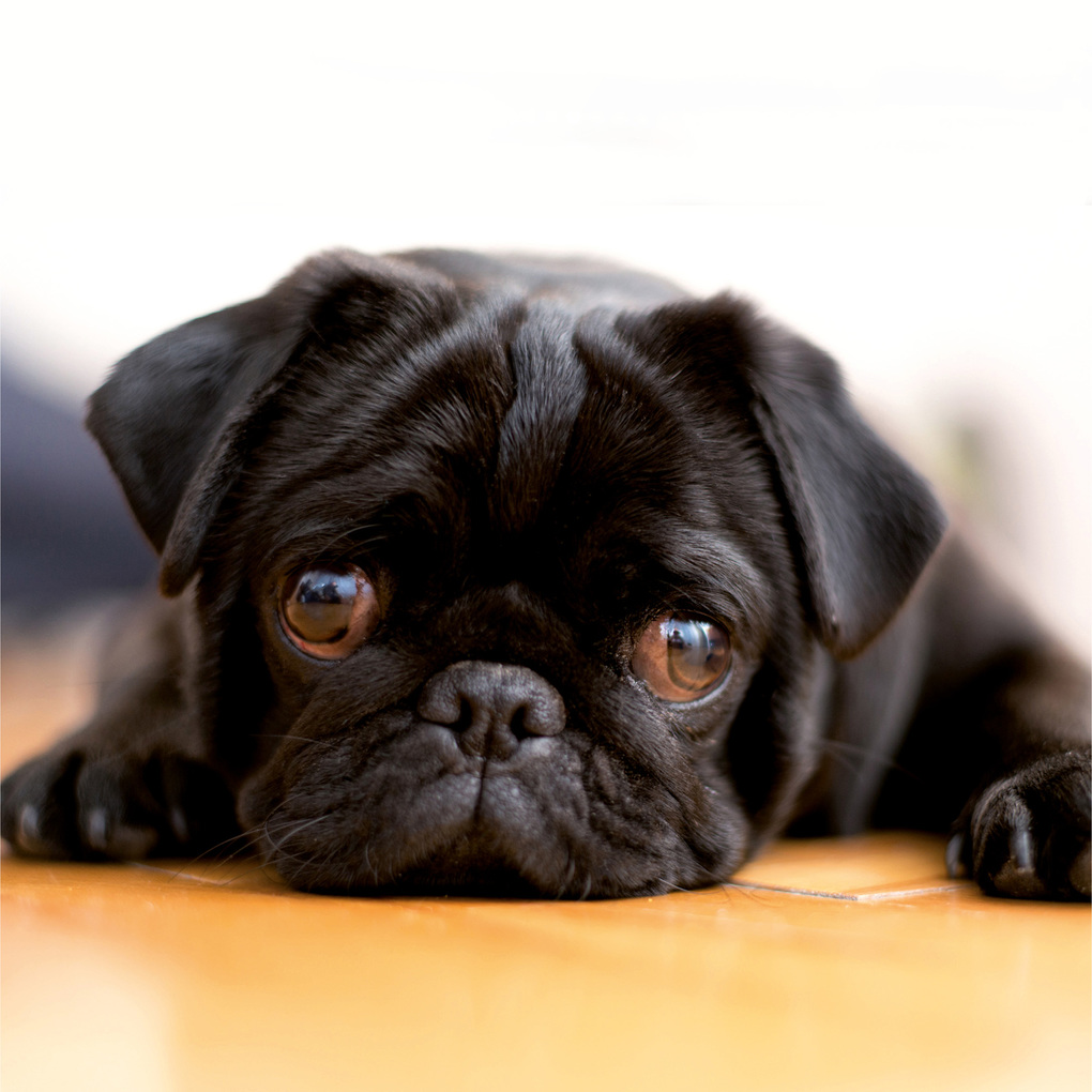 Weitere Ansicht: Möpse / Puglets 2027