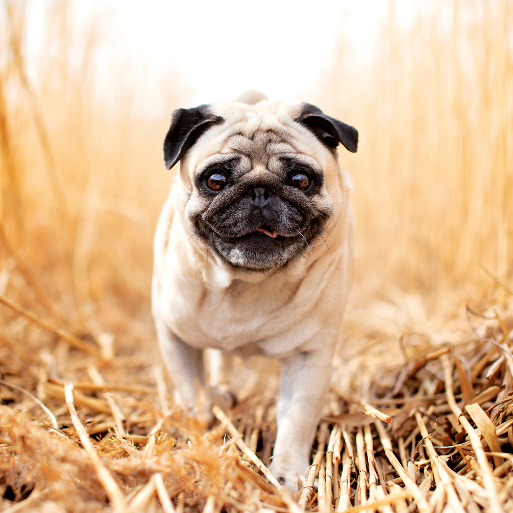 Weitere Ansicht: Möpse / Puglets 2027