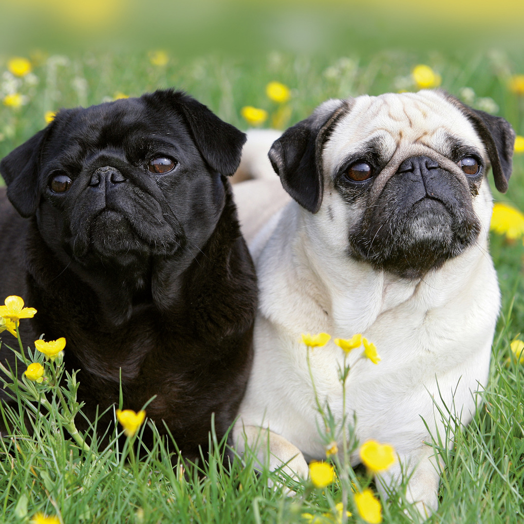 Weitere Ansicht: Möpse / Puglets 2027